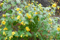 DSCN4119_resize