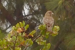 DSCN4131_resize