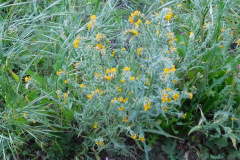 DSCN1972_resize
