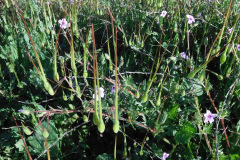 DSCN1988_resize