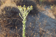 DSCN2930_resize