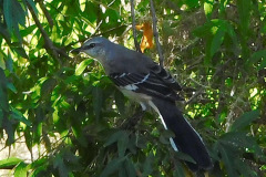 DSCN2937_resize