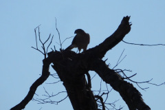 DSCN2942_resize