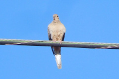 DSCN2946_resize