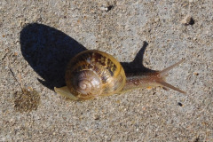 DSCN2948_resize