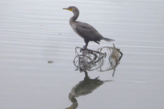 DSCN3060_resize