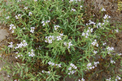 DSCN3064_resize
