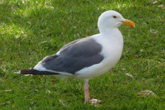 DSCN3090_resize