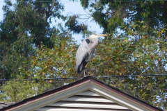 DSCN3095_resize