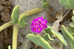 IMG_1424_resize