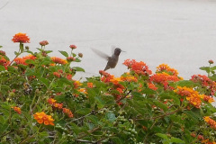 DSCN4489_resize