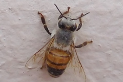 DSCN4493_resize