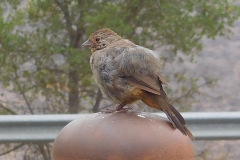 DSCN4498_resize