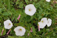 DSCN4510_resize