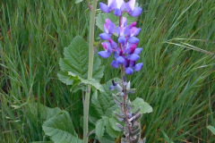 DSCN3815_resize