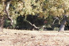 DSCN3270_resize