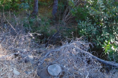 DSCN3227_resize