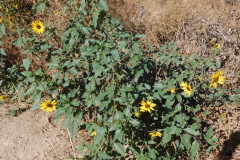 DSCN3235_resize