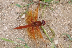 DSCN3946_resize