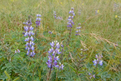 DSCN3961_resize