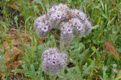 DSCN3970_resize