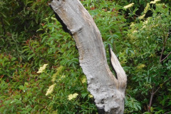 DSCN3973_resize