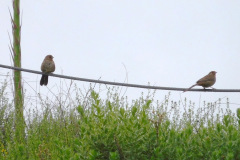 DSCN3977_resize