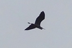 DSCN3985_resize
