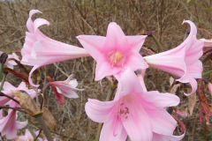 DSCN2862_resize