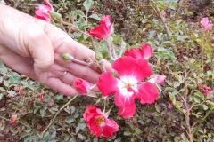 DSCN2876_resize