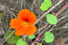 IMG_1355_resize