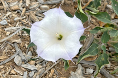 IMG_1358_resize