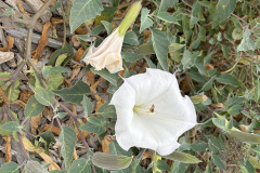 IMG_1360_resize