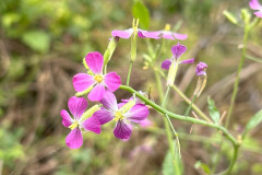 IMG_1363_resize