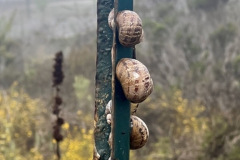 IMG_7243_resize