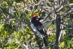 DSCN3718_resize