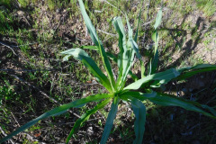 DSCN3722_resize