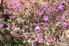 DSCN3738_resize