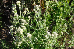 DSCN3770_resize