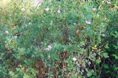 DSCN2597_resize