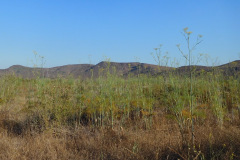 DSCN2611_resize