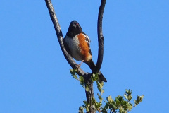 DSCN4085_resize