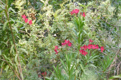 DSCN4613_resize