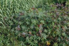 DSCN4624_resize