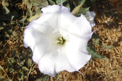 DSCN4627_resize