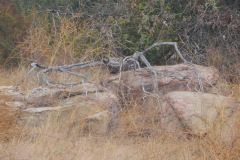 DSCN3110_resize
