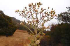 DSCN3115_resize
