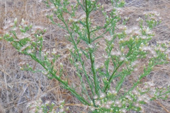 DSCN3116_resize