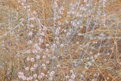 DSCN3117_resize
