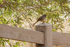 DSCN4853_resize